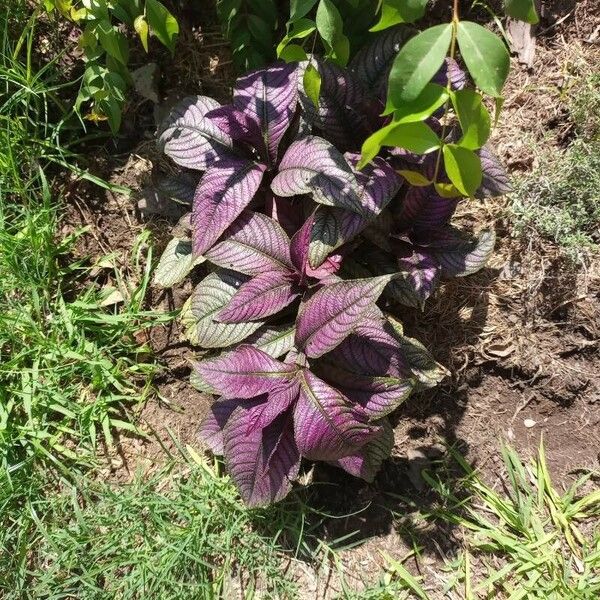 Strobilanthes auriculata 葉