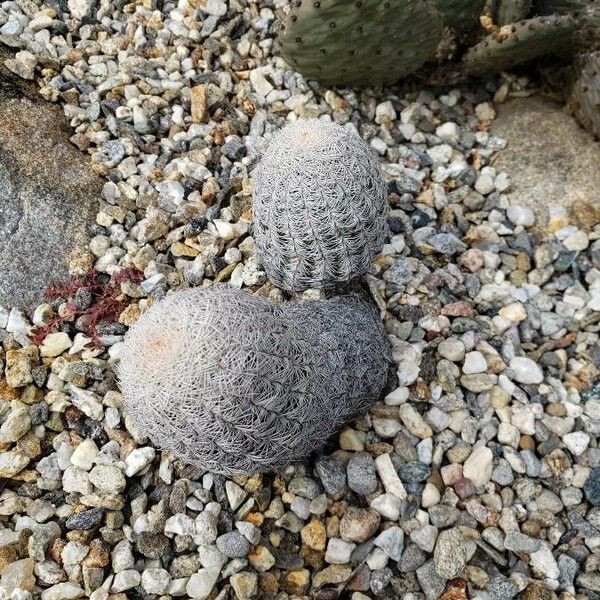 Echinocereus reichenbachii Habit