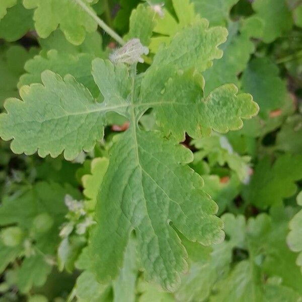 Chelidonium majus Blatt