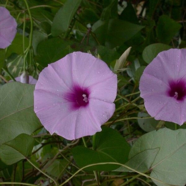 Ipomoea tiliacea Flors