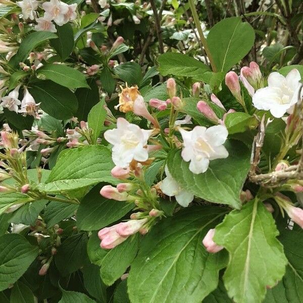 Weigela florida 花