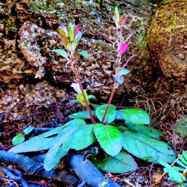 Strobilanthes reptans आदत