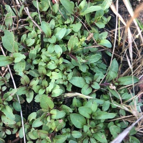 Veronica anagallis-aquatica पत्ता