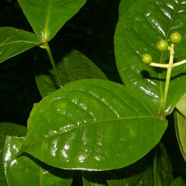 Rudgea cornifolia ഇല