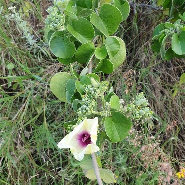 Ipomoea spathulata Blomma