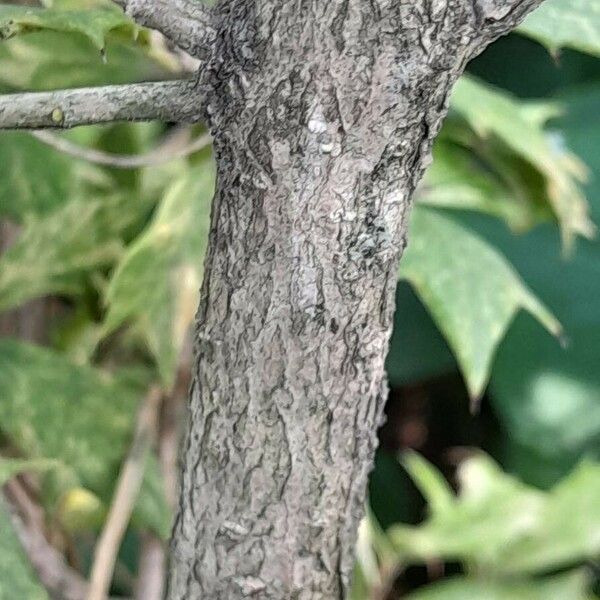 Osmanthus heterophyllus Corteccia