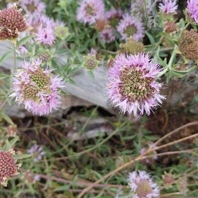 Monardella odoratissima Flor