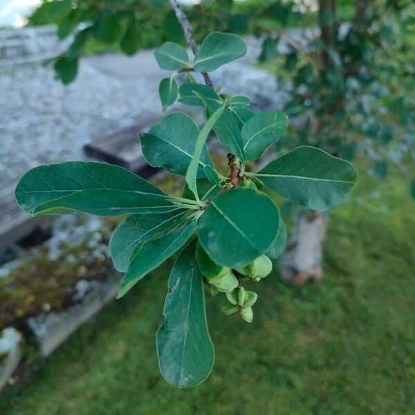 Exochorda racemosa Leaf