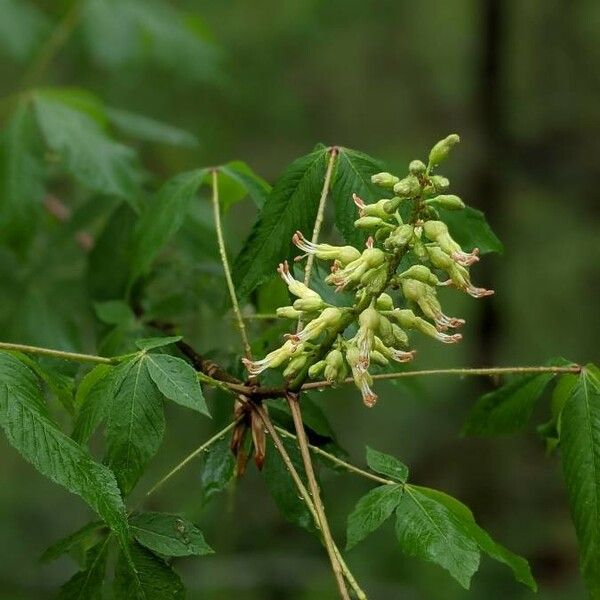 Aesculus glabra Květ