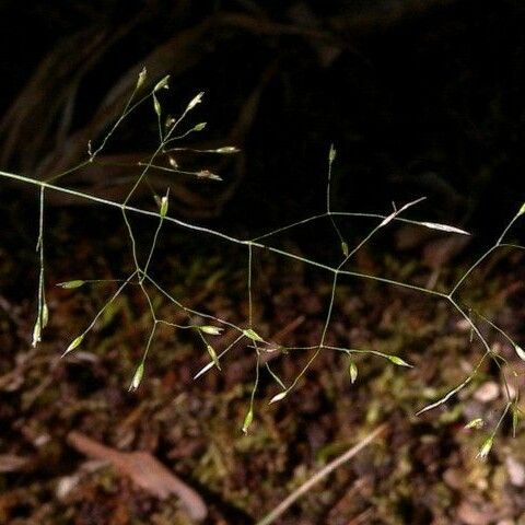 Agrostis perennans 整株植物