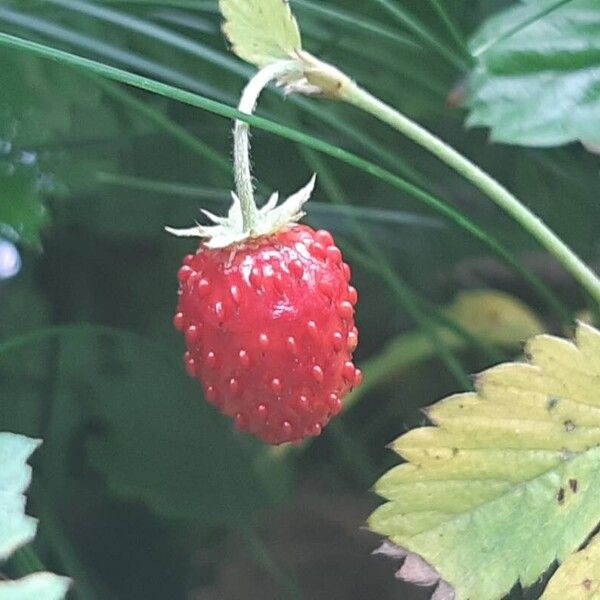 Fragaria vesca Frucht