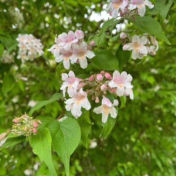 Kolkwitzia amabilis Blüte