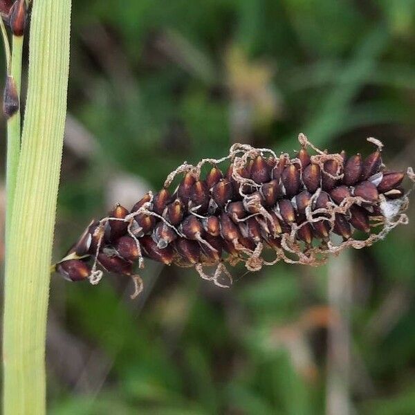 Carex flacca Kukka