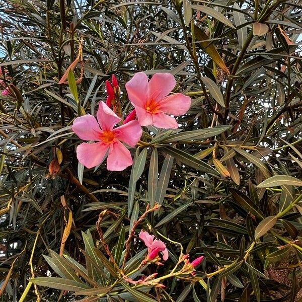 Nerium oleander Levél