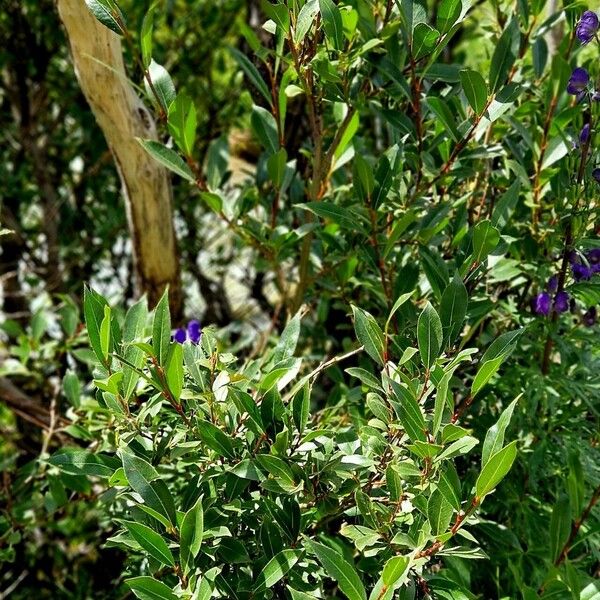 Salix pentandra Habit