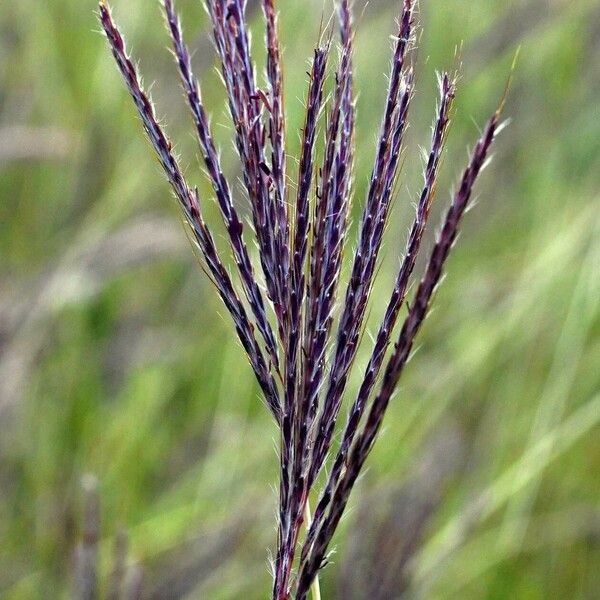 Bothriochloa ischaemum Flower