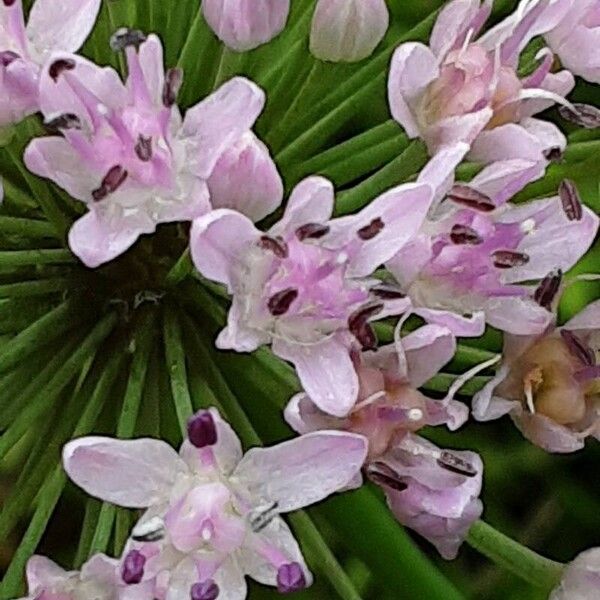 Allium tuberosum ফুল