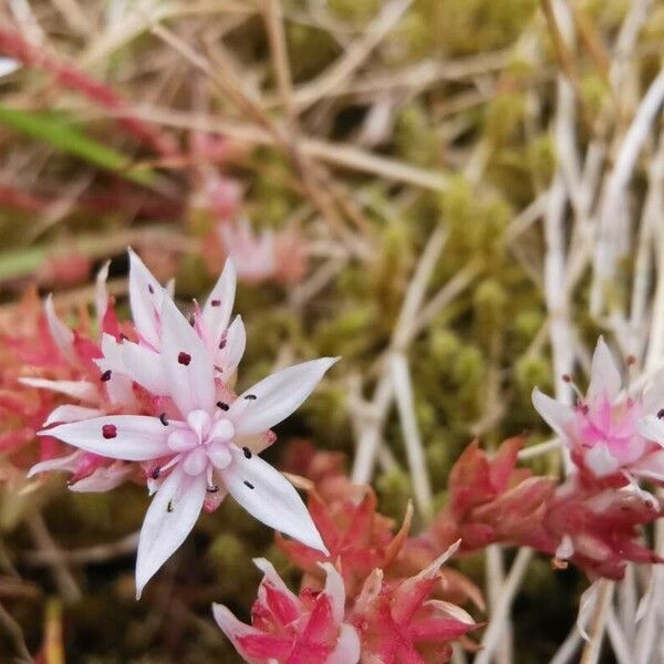 Sedum anglicum Flower