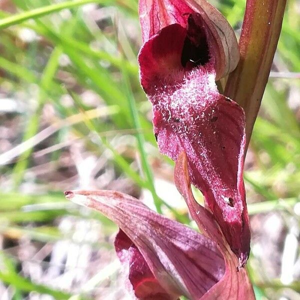 Serapias vomeracea Flower