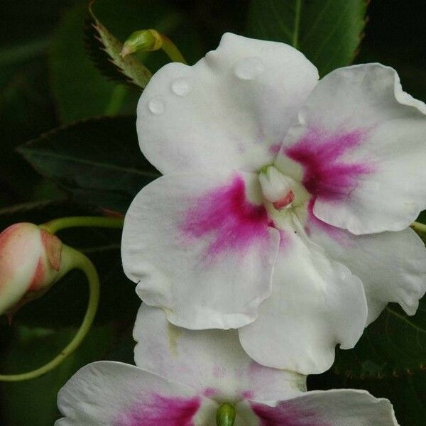 Impatiens sodenii Flor