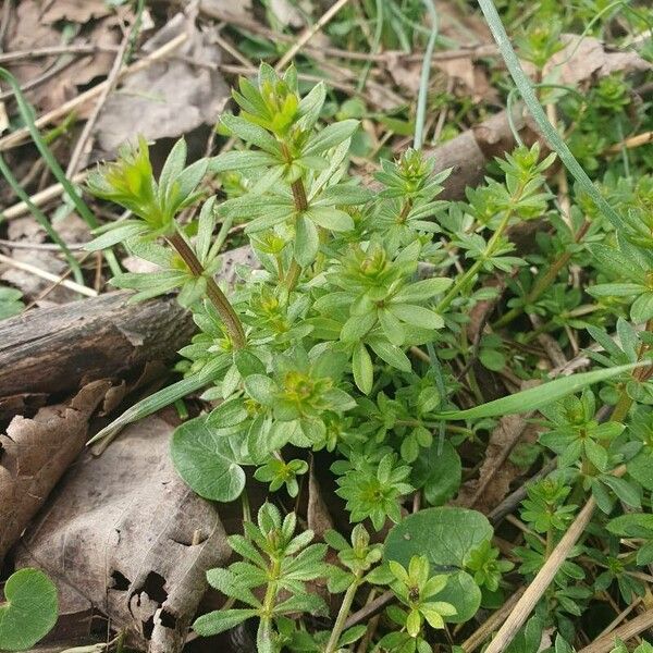 Galium sylvaticum Feuille