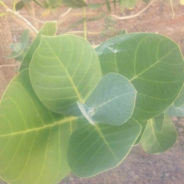 Calotropis procera Folio