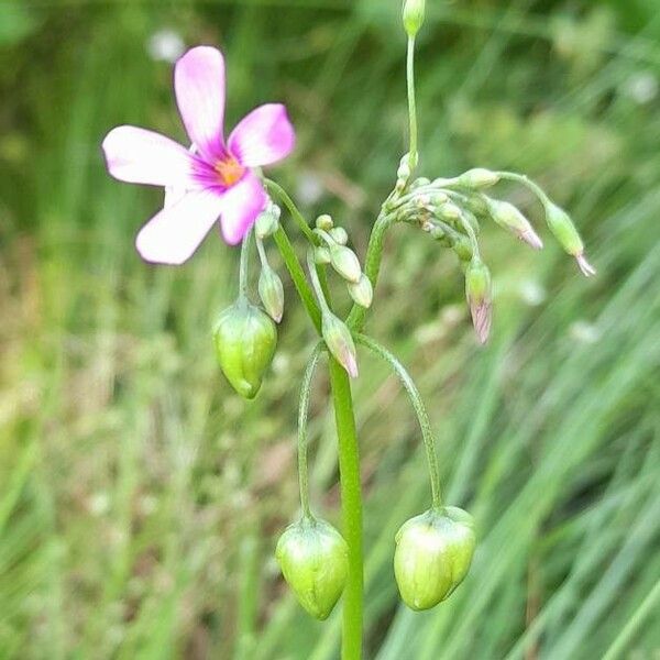 Oxalis debilis Blomma