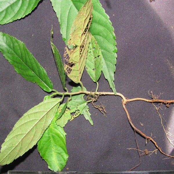 Acalypha diversifolia Muu