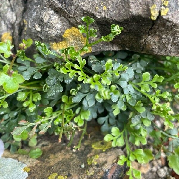 Asplenium ruta-muraria Deilen