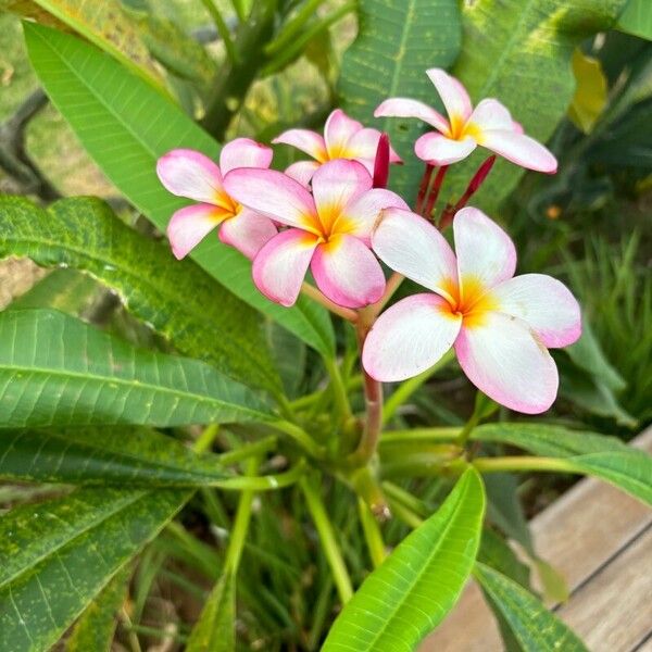 Plumeria rubra Kukka