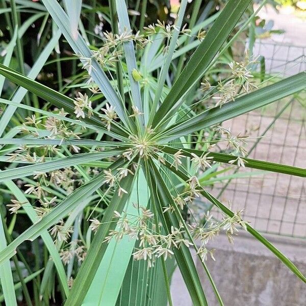 Cyperus alternifolius ഇല