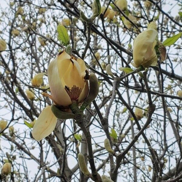 Magnolia denudata Fleur