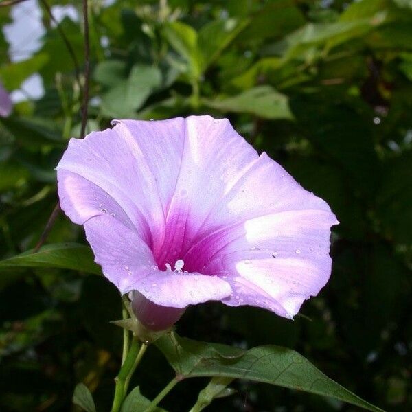 Ipomoea tiliacea Flors