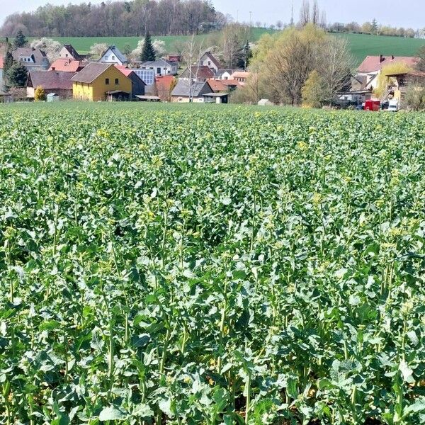 Brassica napus Habit