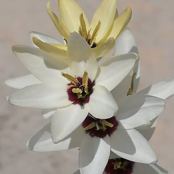 Ixia maculata Flor