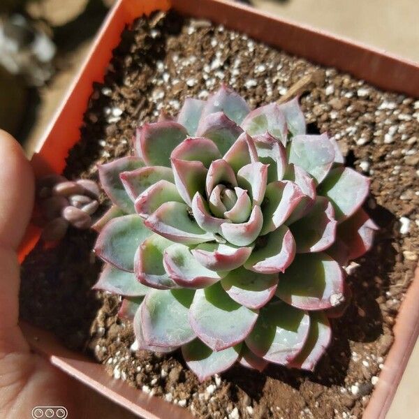 Echeveria colorata Cvet