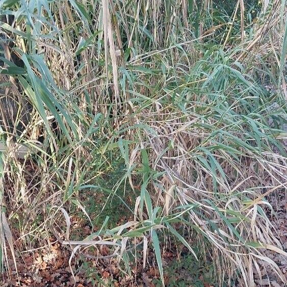 Arundo donax Blad