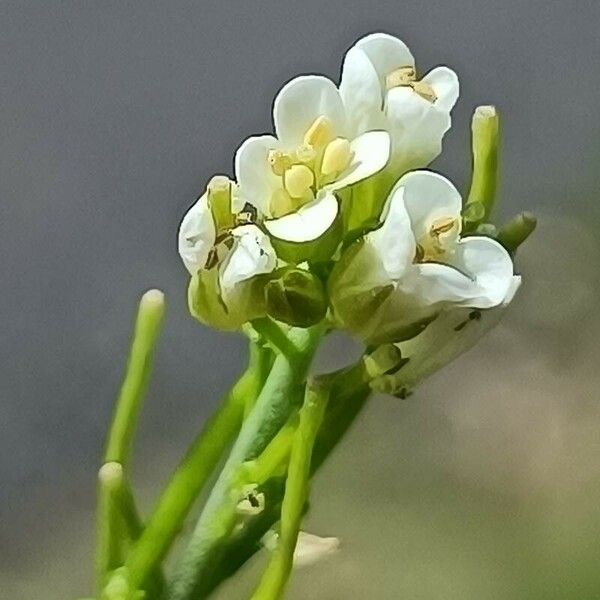 Turritis glabra Cvet