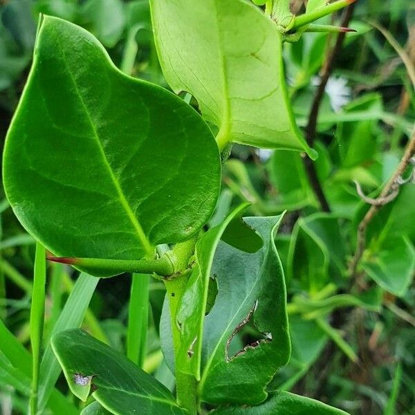 Carissa spinarum Blatt