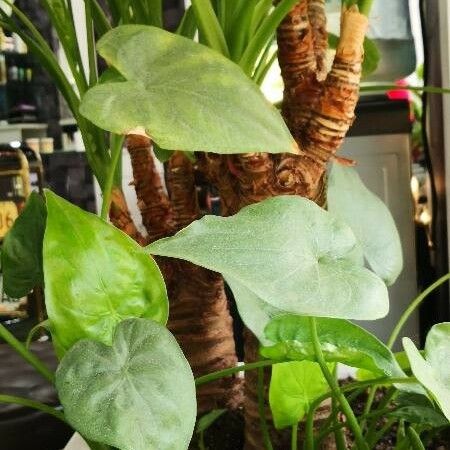 Alocasia cucullata Folha