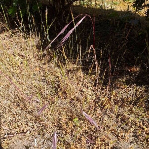 Bromus tectorum Цвят