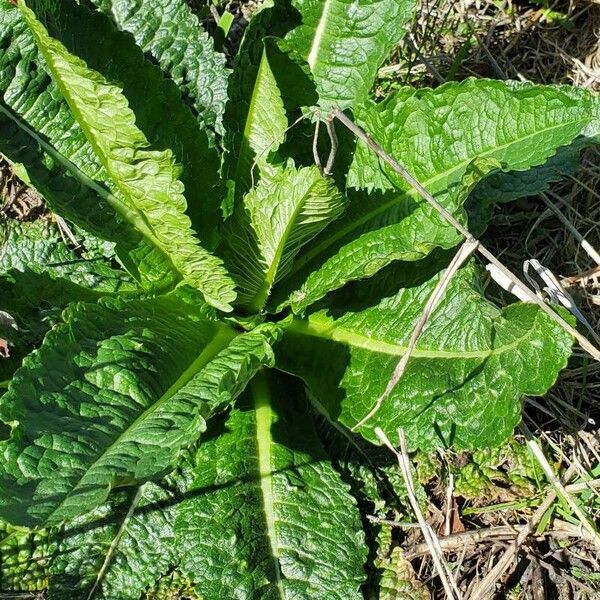 Dipsacus sativus Blatt