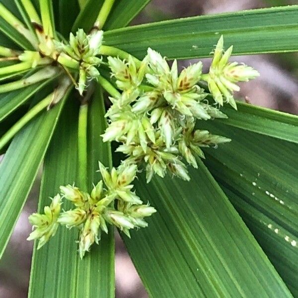 Cyperus alternifolius Λουλούδι