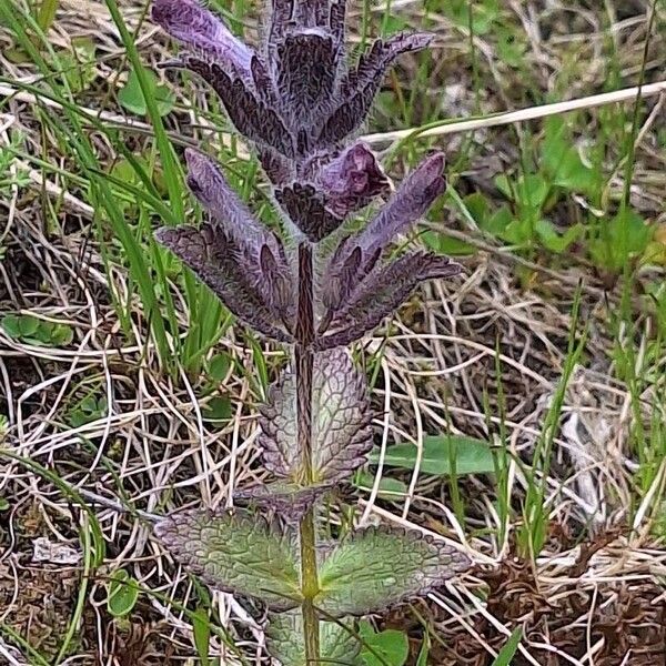 Bartsia alpina Flower