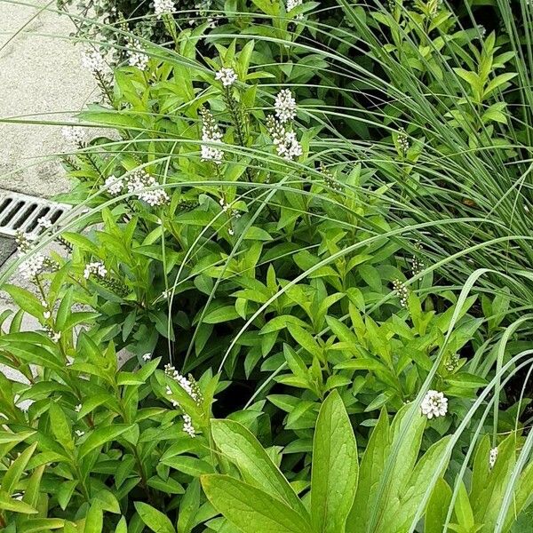 Lysimachia clethroides Habit