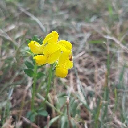 Lotus corniculatus Virág