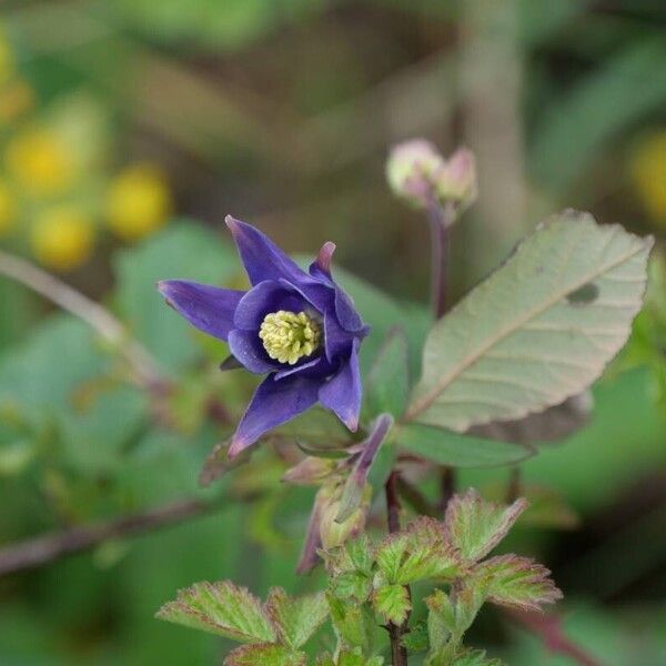 Aquilegia vulgaris Blomma