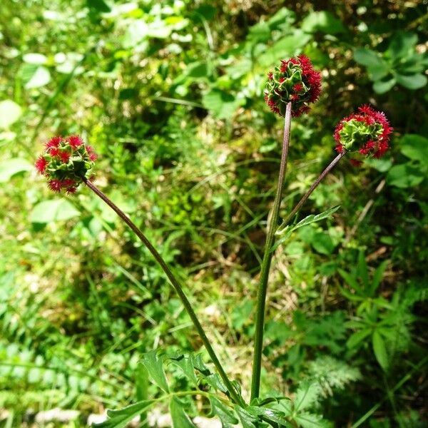 Sanguisorba minor Цвят