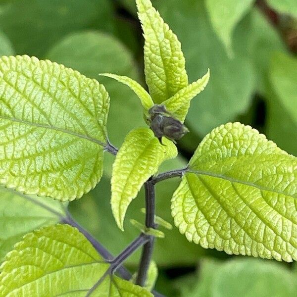 Salvia guaranitica ഇല