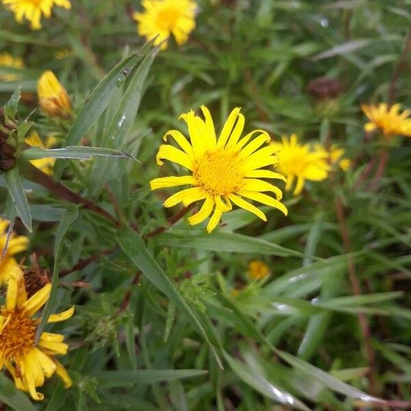 Pentanema ensifolium Flower